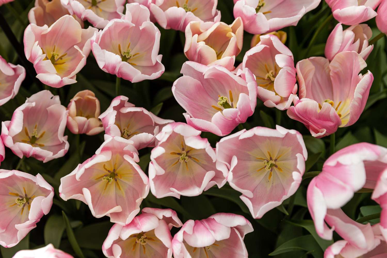 Tulppaani 'Mango Charm'